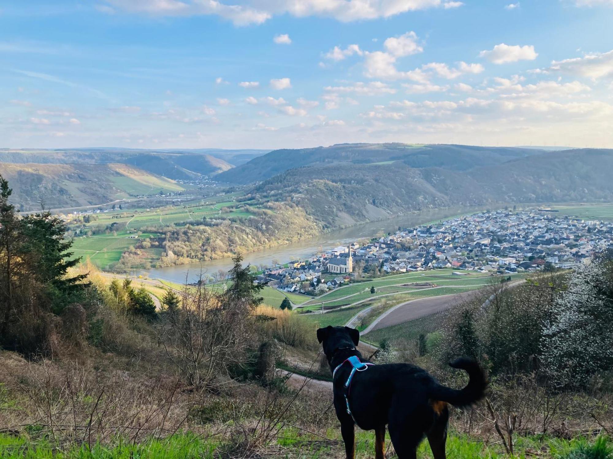 Neu - Ferienwohnungen Im Winzergarten ترابن ترارباخ المظهر الخارجي الصورة